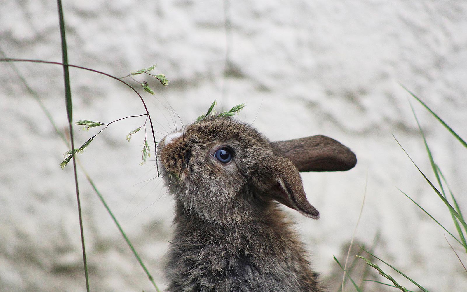 7 choses étonnantes sur le lapin