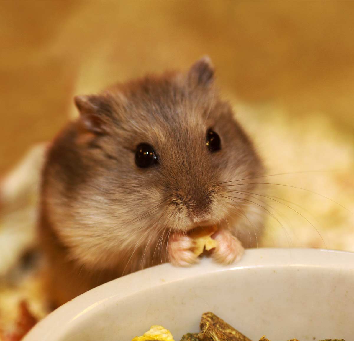 Don croquettes matériels argent pour animaux