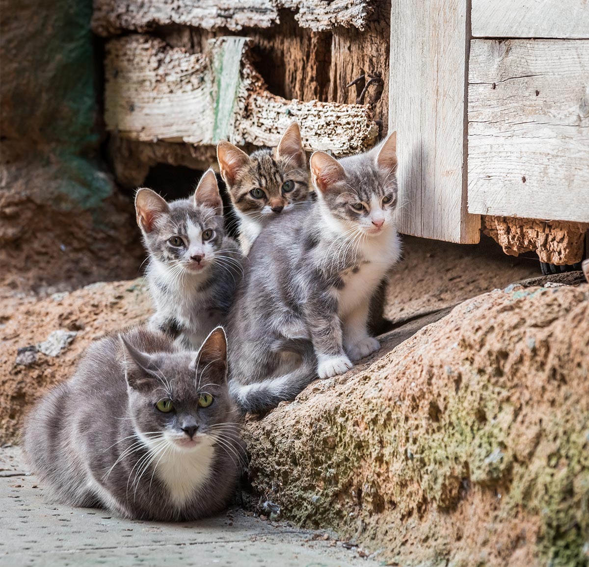 Protection des animaux de compagnie