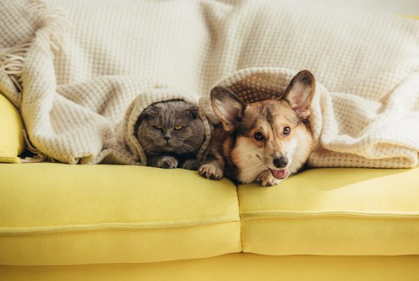 Prendre soin de son chat et de son chien