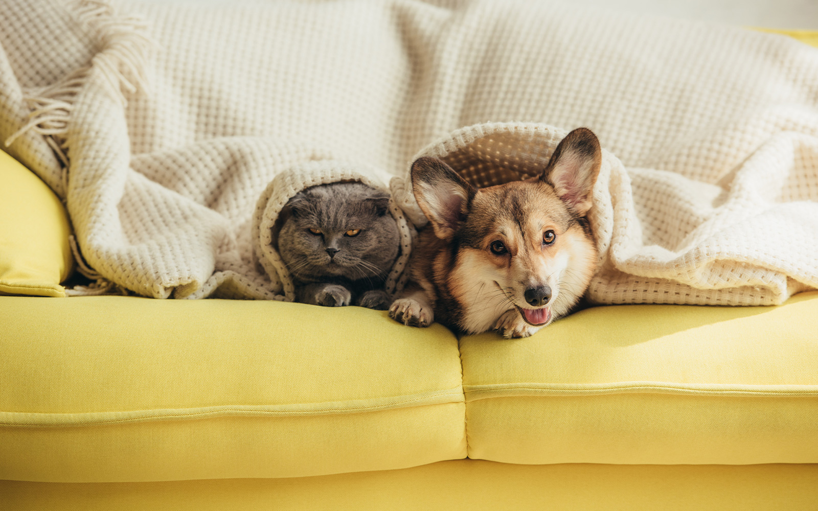 Prendre soin de son chat et de son chien