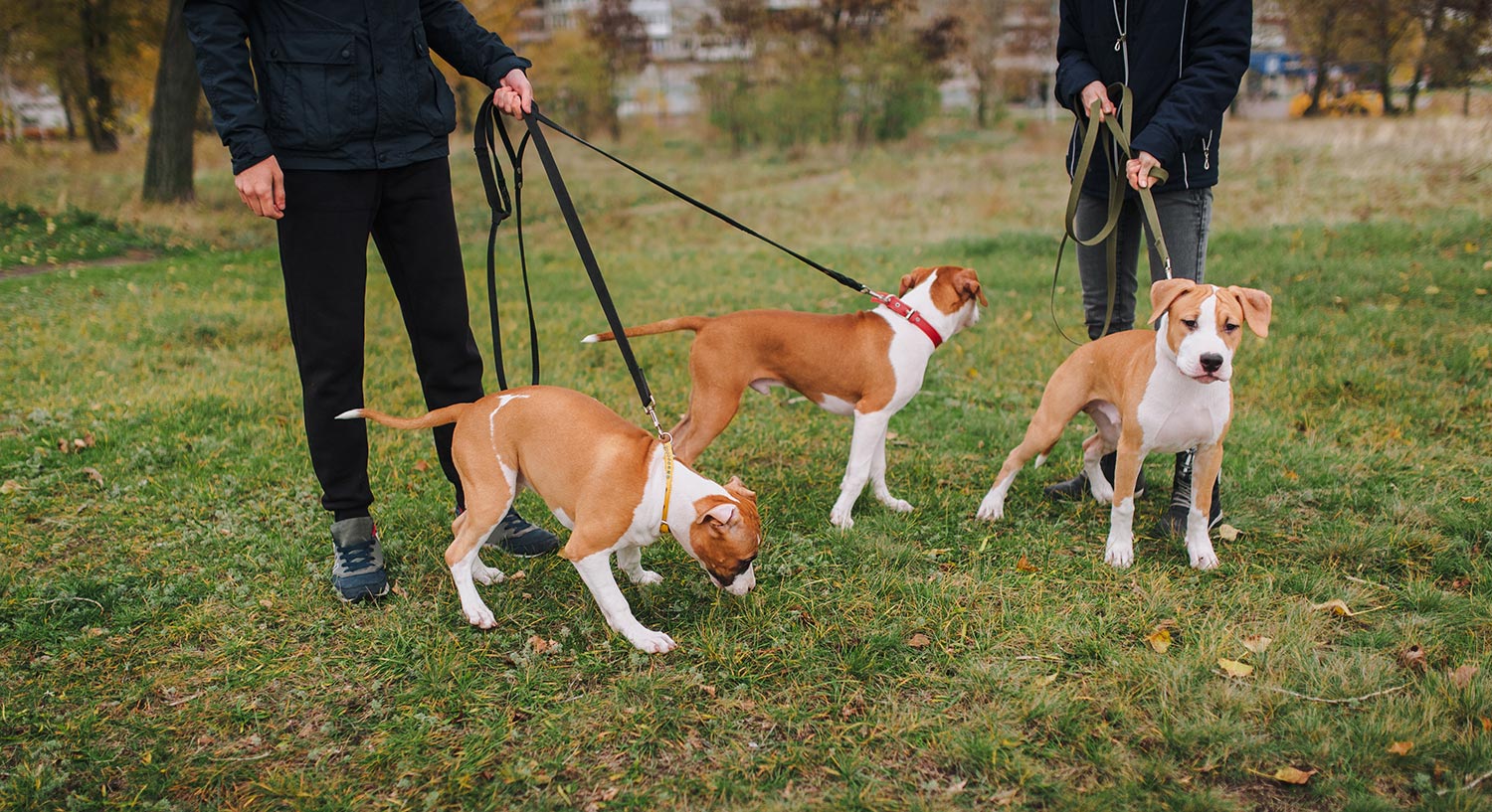 Balades collectives chiens