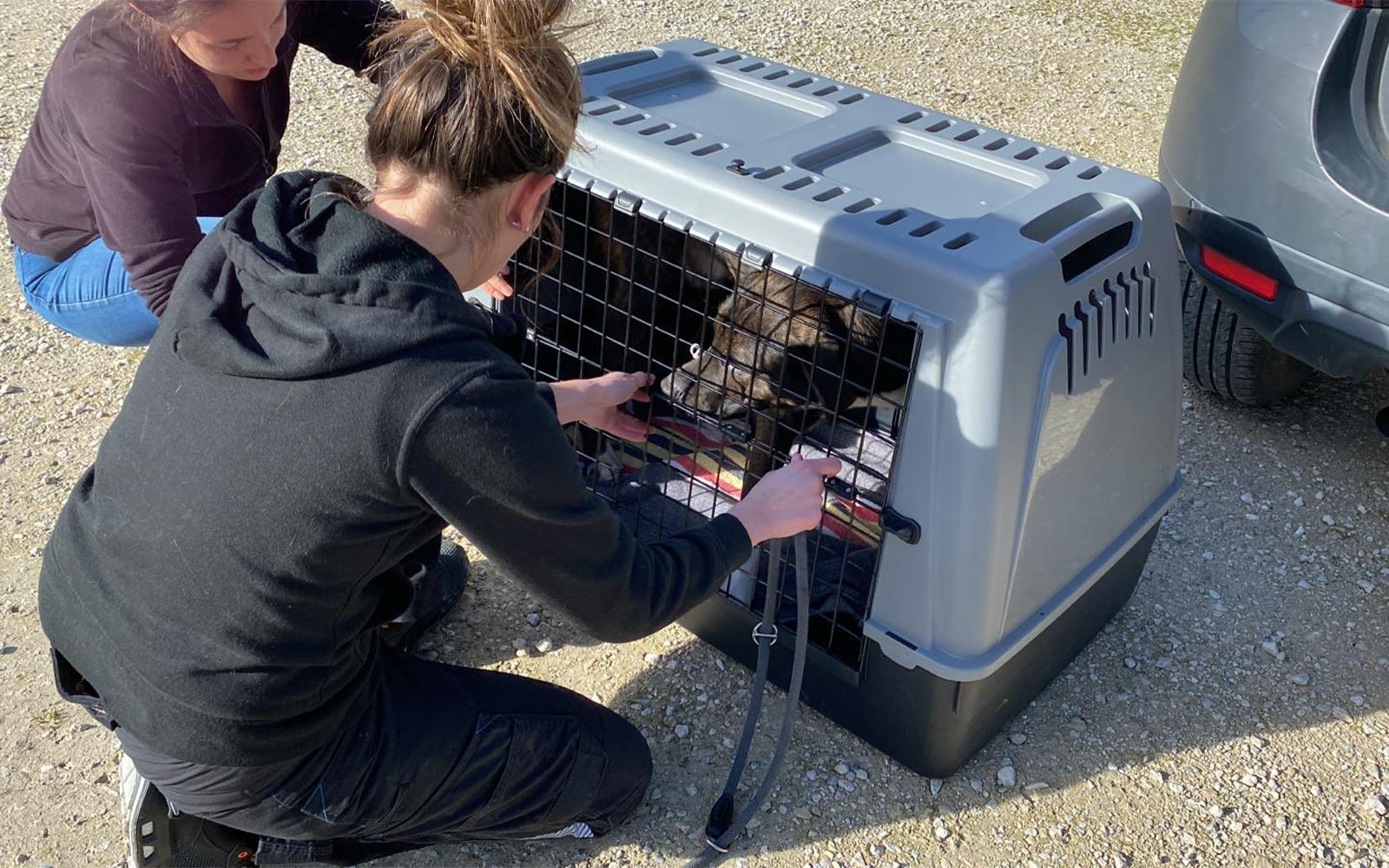 Sortie de fourrière pour Pancho, Tango et Upss